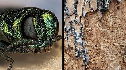 Why Every Ash Tree May Die and What to do When it Happens