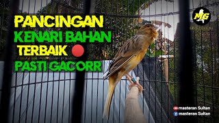 PANCINGAN KENARI BAHAN AGAR CEPAT BUNYI #pancingankenaribetina #kicaumania #masteran 