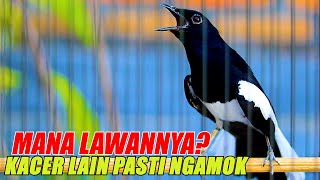 KACER NGAMOK CARI LAWAN, PANCINGAN AMPUH KACER LAIN JADI EMOSI