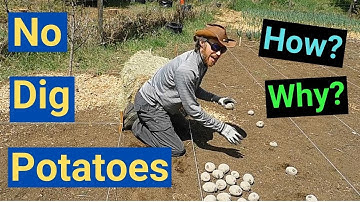 No Dig potato planting, simple easy way to plant your potatoes, use mulch the proper way