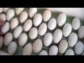 Инкубация гусиных яиц: режим инкубации, таблица, температура, как следить