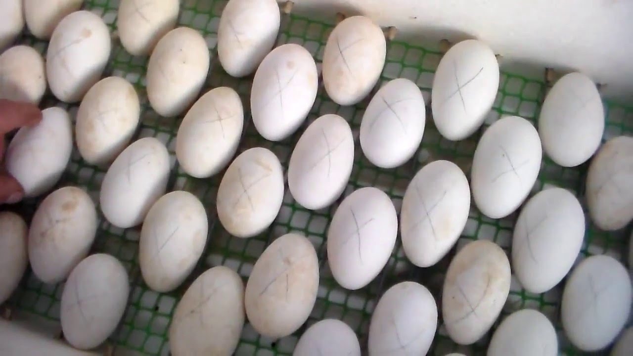 Чем обработать яйца перед закладкой в инкубатор. Гусиные яйца в инкубаторе. Инкубируем гусиные яйца. Инкубация гусиных яиц, яиц. Инкубация гусиных яиц.