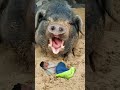 Funny Pig Vfx Video Shorts Funny Pig Vfx Video Shorts
