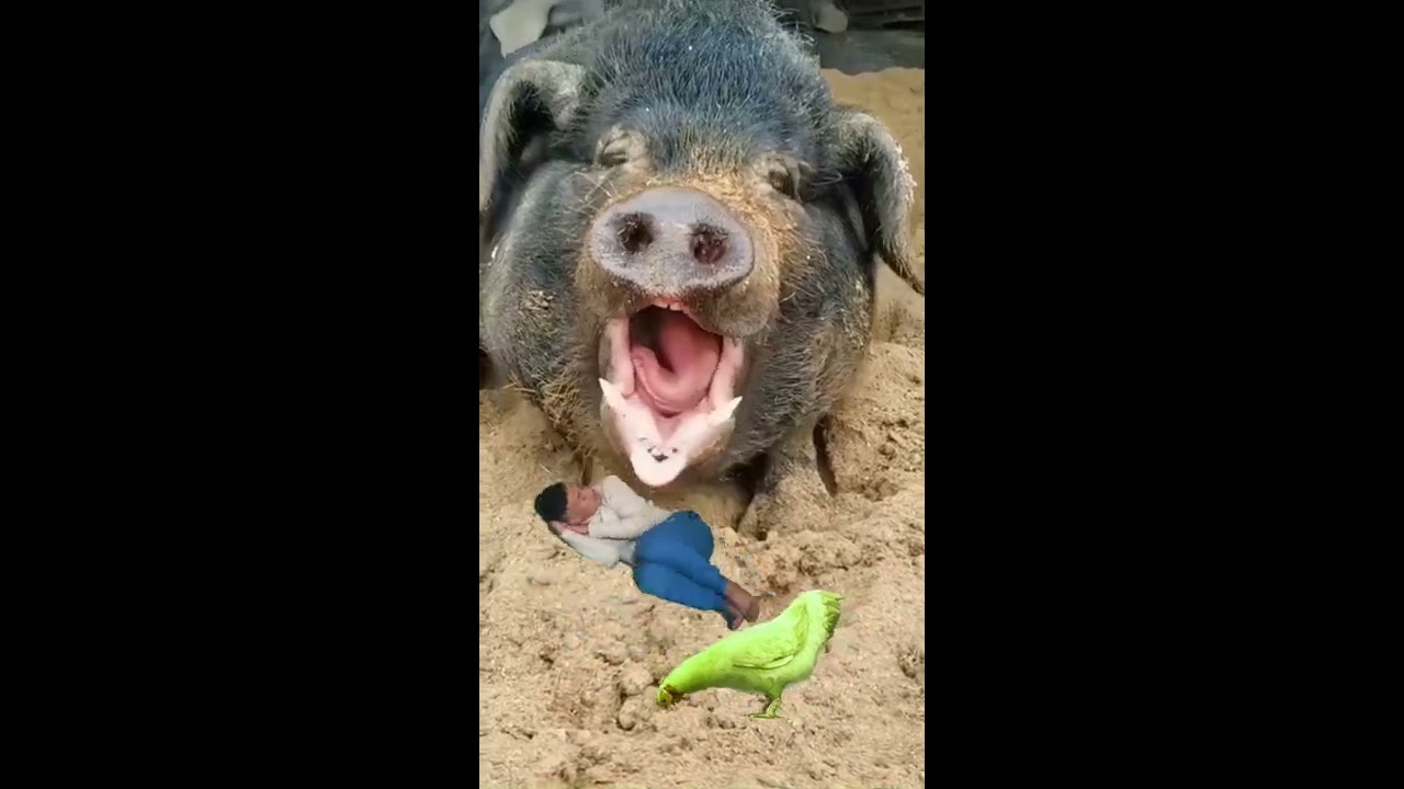 Funny Pig Vfx Video Shorts