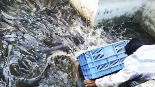 मांगुर मासे उत्पादन व विक्री सुरू झाली आहे Mangur cat fish ready for sale ornamental fish in jalna