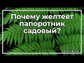 Почему желтеет папоротник садовый? | toNature.Info