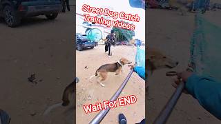 Street Dog Catch Training Videos #training #streetdogplanet44 #shorts #dog #rescueefforts