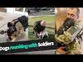 Dogs Reunited with Soldiers Home