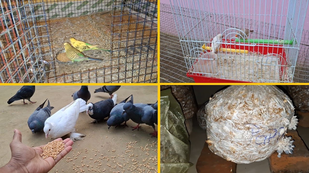 Jevra Fenches ne Sahi main Uska Anda Tor diya | Pets Vlogs | Love Birds | Daily Routine 