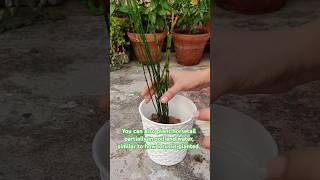 Replanting Horsetail For A Fresh Start