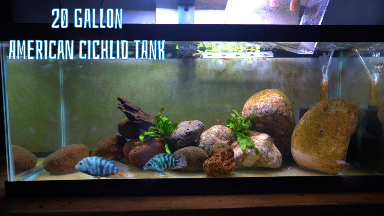 20 Gallon Goes from Goldfish to Beautiful Cichlids - YouTube