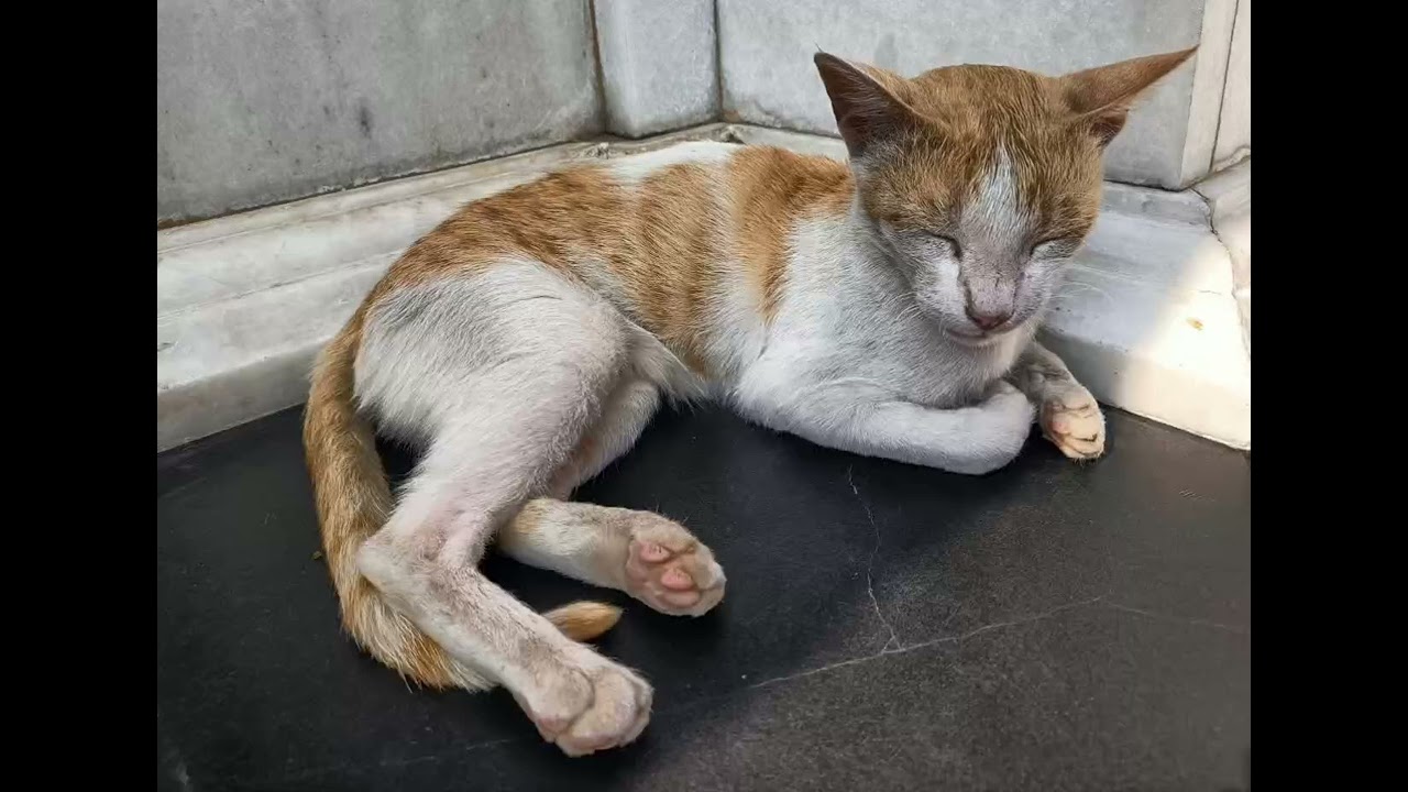 Animals are better than human beings. 