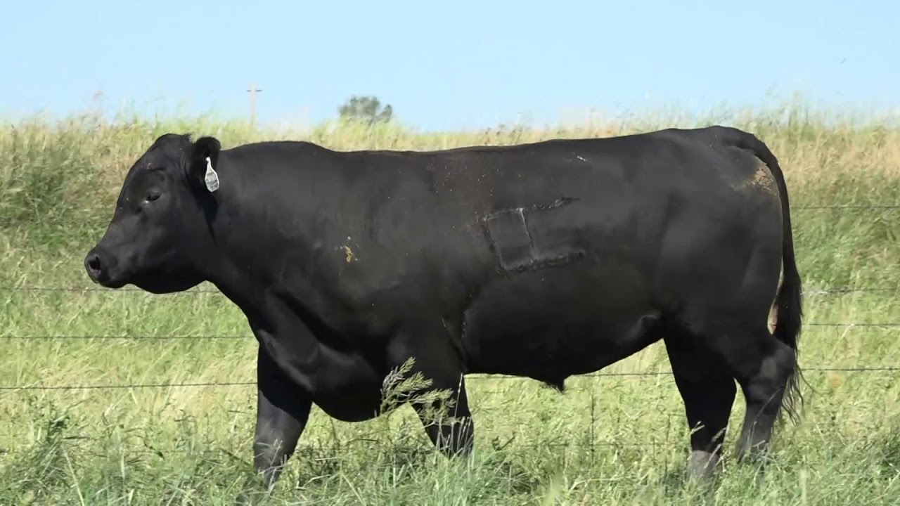 camera iphone 8 plus apk 9 Bull