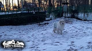 みんなが散歩に行くなら行ってもいいよ...という態度のアランです　Great Pyrenees　グレートピレニーズ