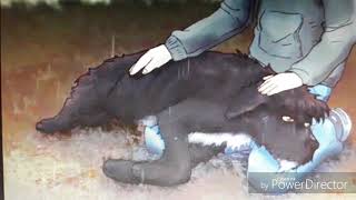 Dedicato A Monica Seta .Ugo Sarà Sempre Nel Nostro Cuore