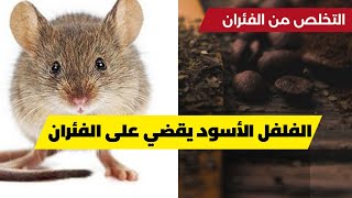 الفلفل الأسود يقضي على الفئران ؟؟ Black pepper kills the mouse