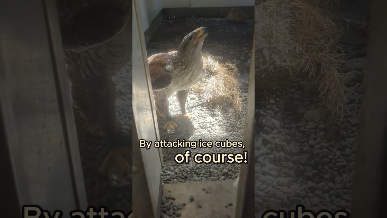 How does a hawk cool off in a heat wave? 