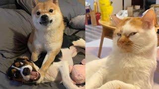 The end 😊😂 Funny Dogs & Cats Videos 🐶🐱 ep 97