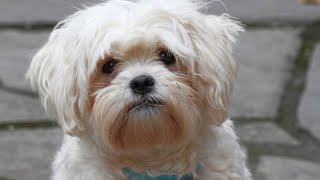 Havanese vs Shih Tzu: Which Fluffy Breed to Choose?