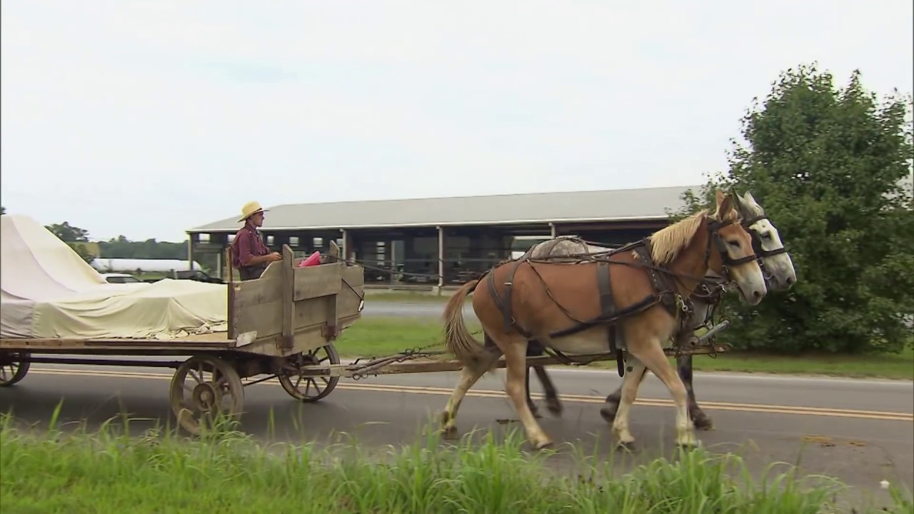 Amish Flower Auction Riceville Iowa Best Flower Site