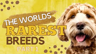 THE WORLDS RAREST BREEDS: PART 1 by DOGGYDAYS 108 views 1 year ago 2 minutes, 6 seconds