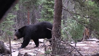 Hunting Big Saskatchewan Black Bears From The Ground