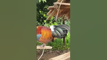 muag lawm nawb tu no