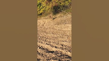 WILD BUCK WALKS UP TO HUNTER 🦌 #deer #hunting #hunter #metaldetecting #minelabdetectors