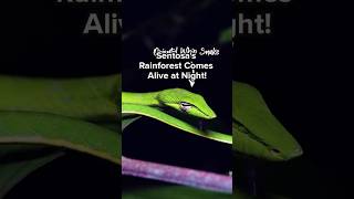 Sentosas Rainforest - Imbiah Trail - Comes Alive at Night!