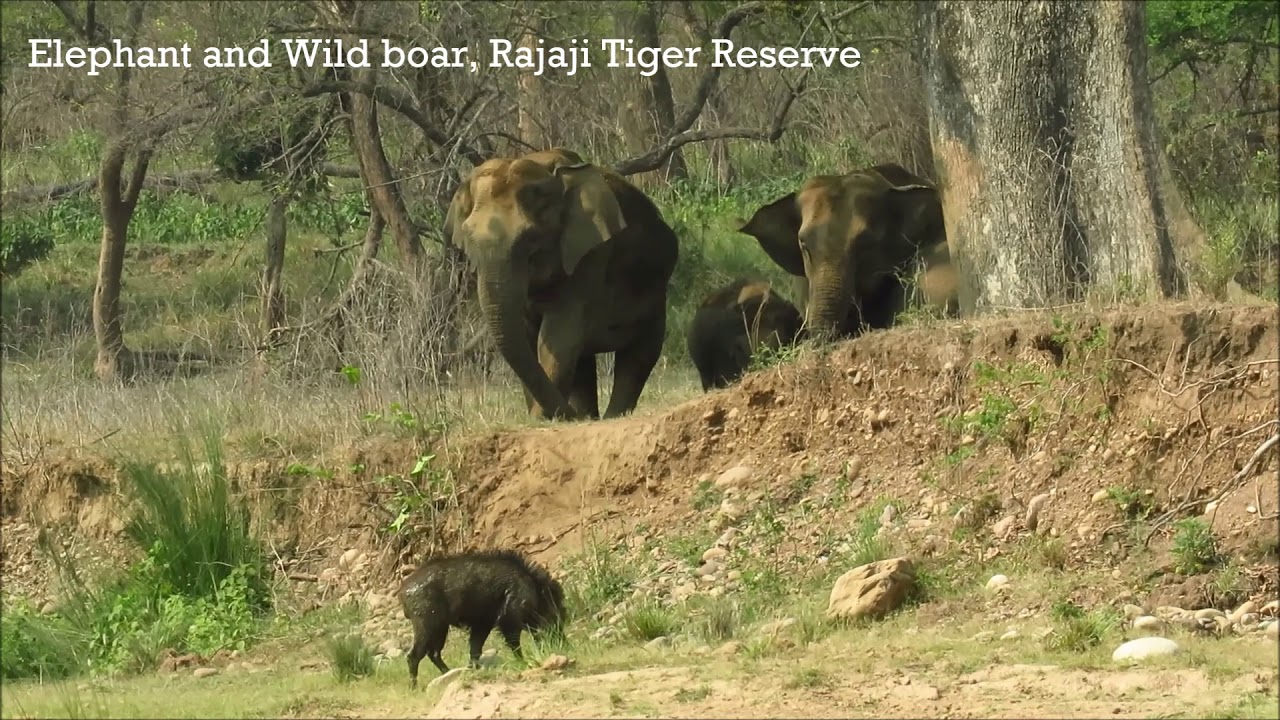 Rajaji National Park, Rajaji National Park Information, on line booking Rajaji  National Park Wildlife Safari, Dehradun Rajaji National Park, Website of Rajaji  National Park, Uttarakhand, Haridwar Rajaji National Park, Rajaji Tiger  Reserve