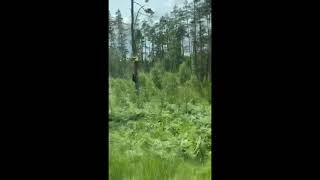 Bear chases man up a tree