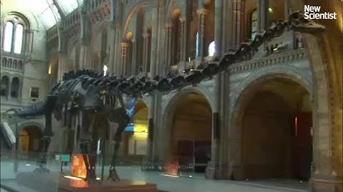 How skeletons changed the world