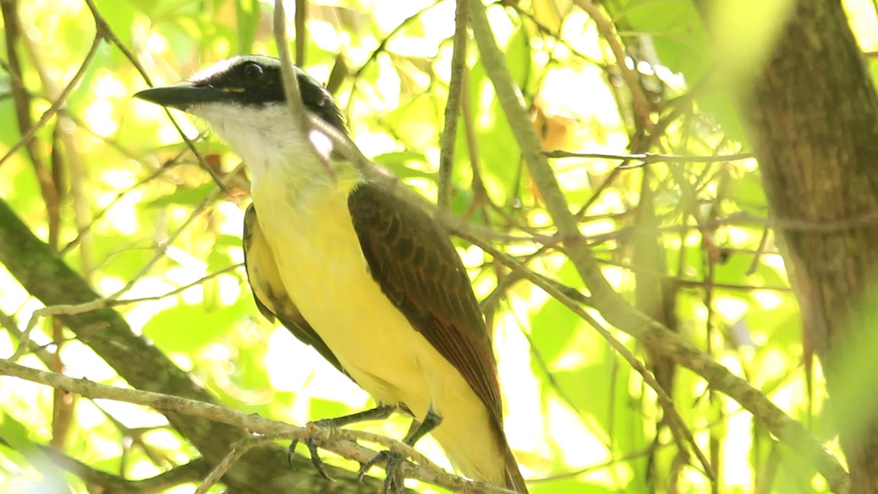 Bienteveo Grande  (Pitangus sulphuratus) Great Kiskadee