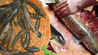 Fastest Fish Cutting Skills | Live Murrel Fish Fillet | Fish Clean And Fillet Videos in Prepare Tv