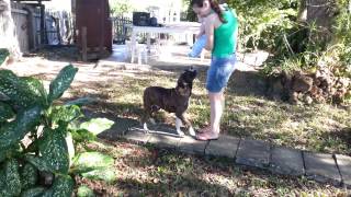 Lucas Rindo Da Boxer Shelry