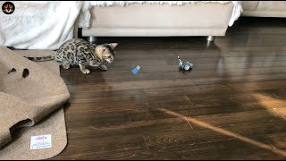 Bengal kitten hunting automatic robot mouse at home by Bengal Cats 2,033 views 5 years ago 3 minutes, 51 seconds