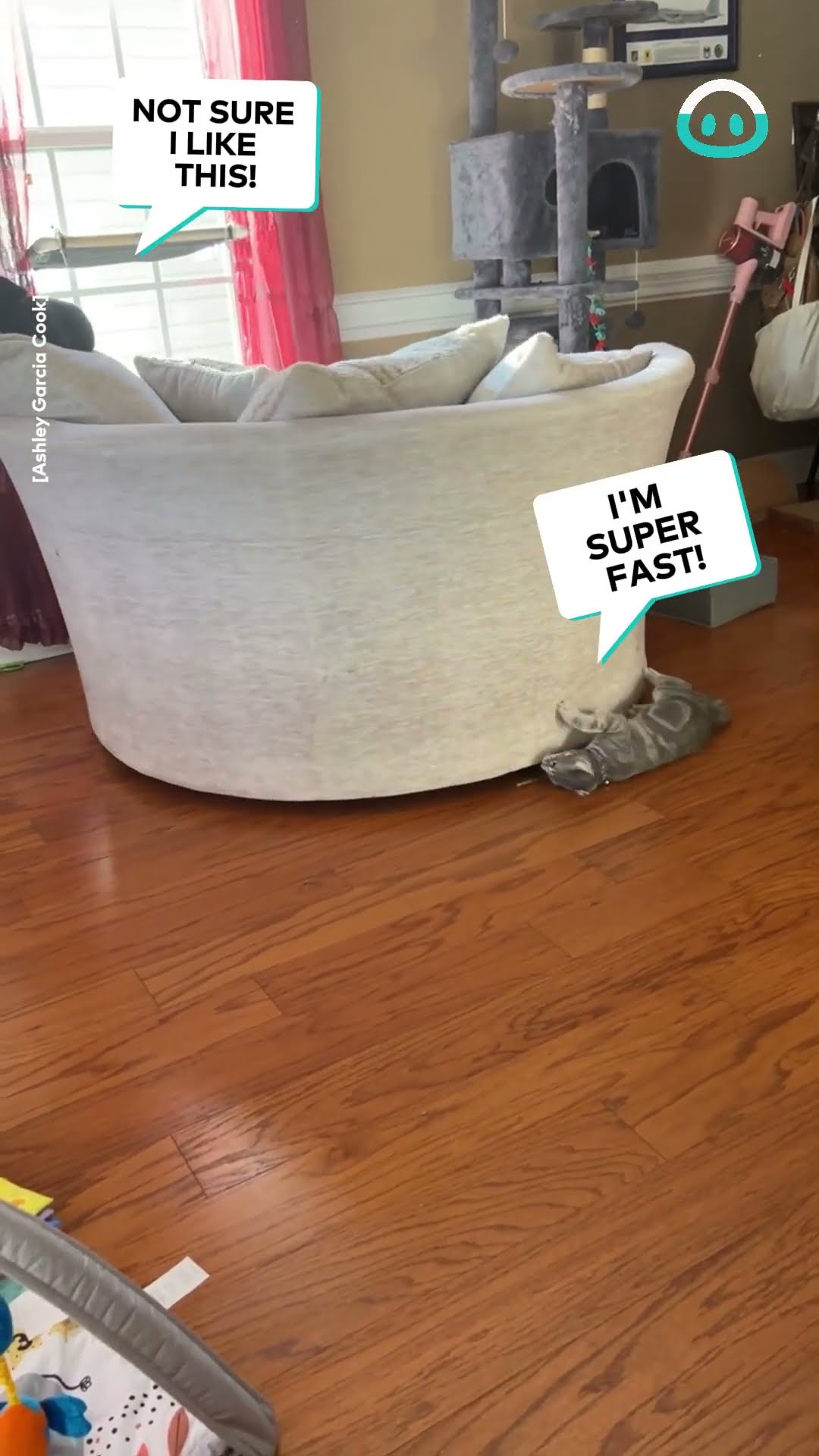 Kitty Powered Spinning Chair || ViralHog