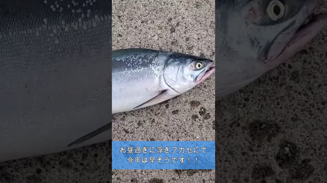 21年 鮭釣り情報はここでチェック 道内の情報を随時更新 14日new 北海道発信の釣り情報ブログ ふぃっしんぐっど