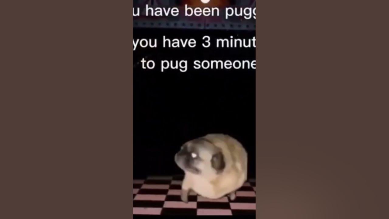 You Have Been Pugged #meme - YouTube