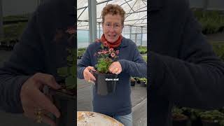 Geum Tempo Rose Zones 59