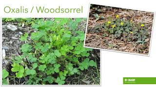Webinar: Control spring weeds with BASF preemergent herbicides