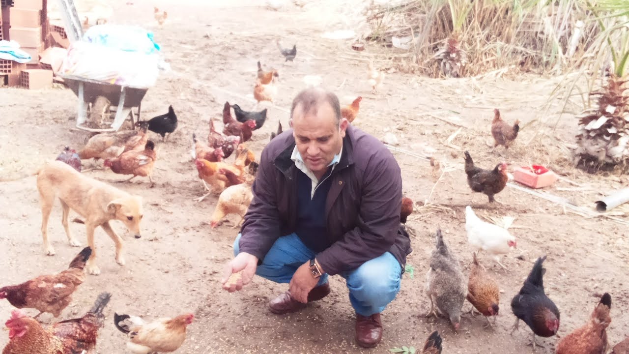 المزيت |  الشبيحة تقبةقمامة نور ابي في البركانية كلنا سعاد فرح غزلان المتشريد الخ و ن ة