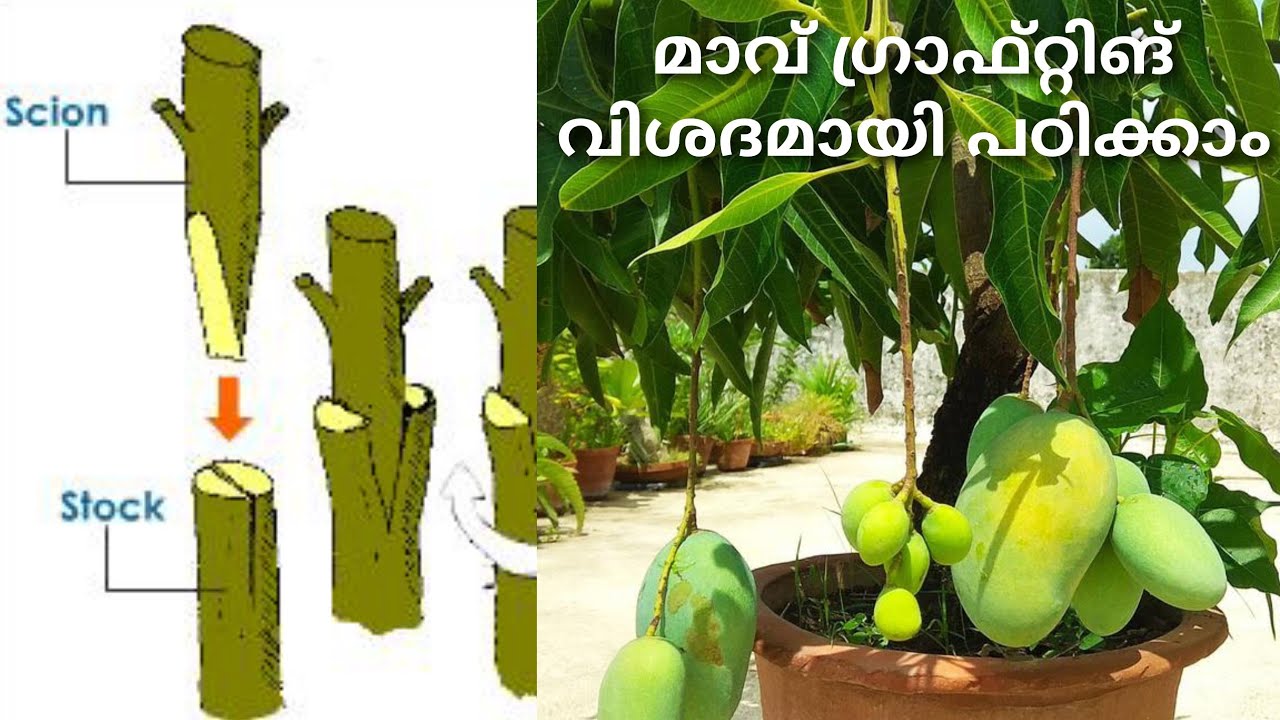 മാവ് ഗ്രാഫ്റ്റിങ് 🌱 MANGO TREE GRAFTING