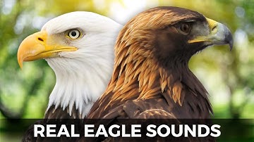 You’ve Never Heard Eagles Like THIS – Bald & Golden Eagle Sounds EXPOSED!