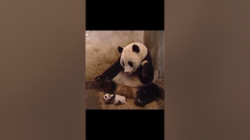 clip hai huoc vui nhon trieu vew | P730 khoảnh khắc đáng nhớ Gấu trúc con làm mẹ mất hồn #shorts