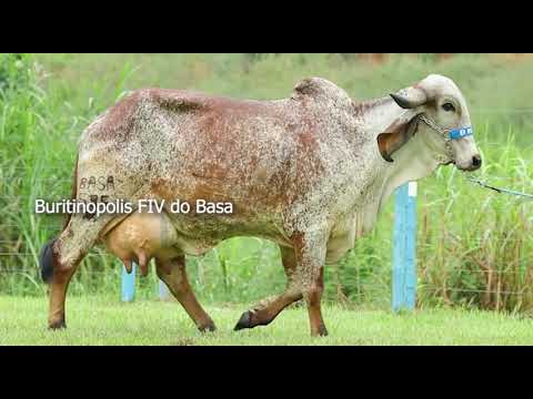 LOTE 26   FAMILIA TATICA