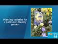 Planting varieties for a pollinator-friendly garden