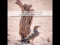 قصيدة لا تقرب الغيبة