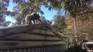 Hilarious koala jump fail