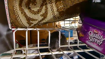 Olive is a Houdini, sort of P1007487